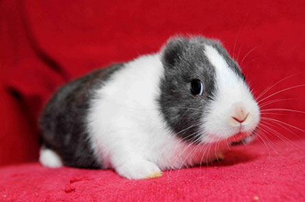 earless-bunny.jpg