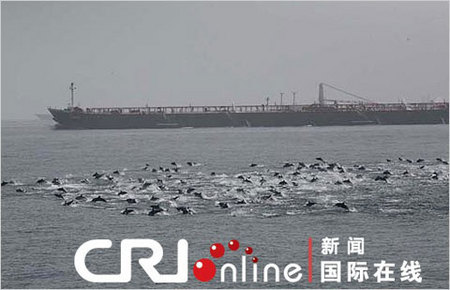 15lede_dolphins.480.jpg