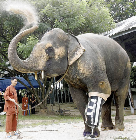 500x_ElephantLimb.jpg