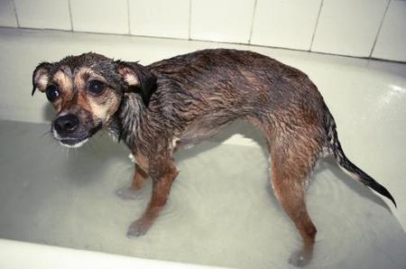 ANIMAL IN A BATH 3.jpg