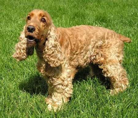 EnglishCockerSpaniel_wb.jpg
