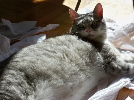 anderson-pooper-chubby-sunlight.JPG
