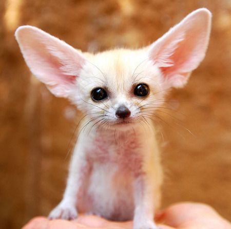 baby-fennec-fox-01.jpg