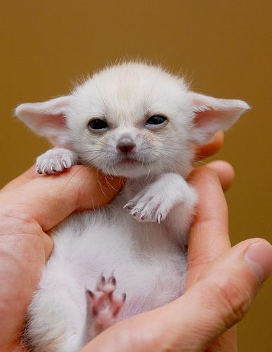 baby-fennec-fox-02.jpg