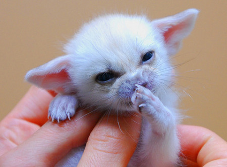 baby-fennec-fox-03.jpg