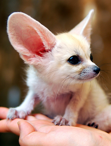 baby-fennec-fox-04.jpg