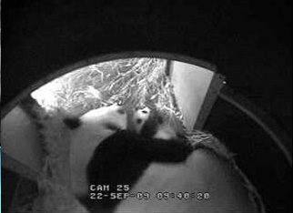 baby-panda-cuddle-02.jpg