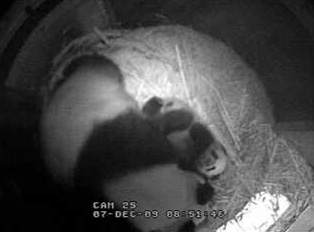 baby-panda-kiss-02.jpg
