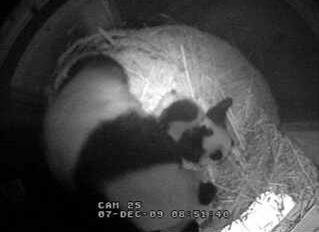 baby-panda-kiss-03.jpg