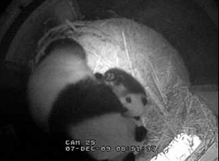 baby-panda-kiss-04.jpg