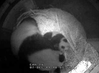 baby-panda-kiss.jpg
