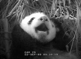 baby-panda-yawn.jpg