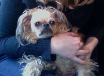 brussels-griffon-after.jpg