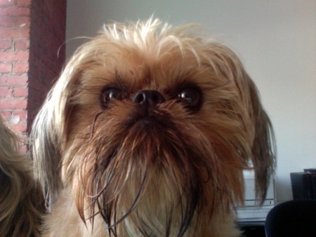 brussels-griffon-before.jpg