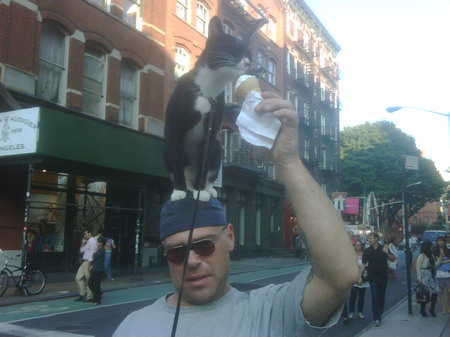 cat-ice-cream-new-york.jpg