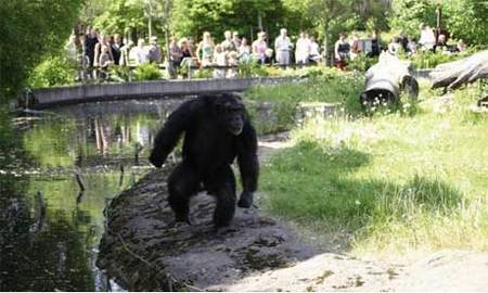 chimp460x276.jpg