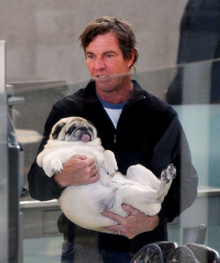 dennisquaidspug.jpg
