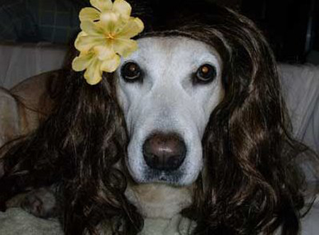 dogfunny.jpg