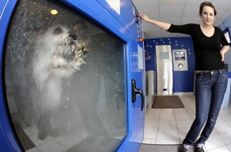dogwash.jpg