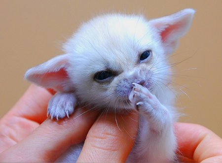 fennecteenybaby.png