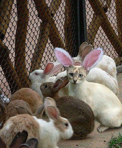 flock-cabbit.jpg