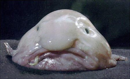 gal_ugly_04.jpg