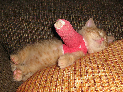 kitten-cast.jpg
