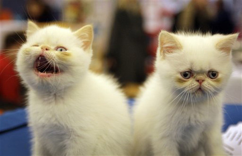 kitties.jpg