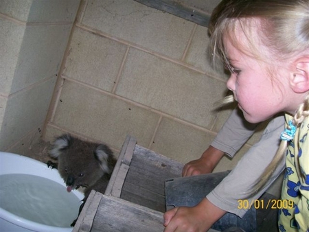 koala02.jpg