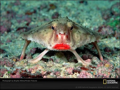 lady-crab.jpg