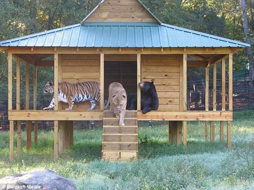 liontigerbear.jpg