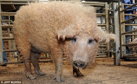 mangalitsa-01.jpg