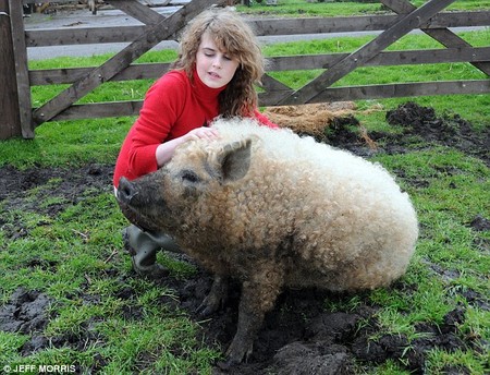 mangalitsa-02.jpg