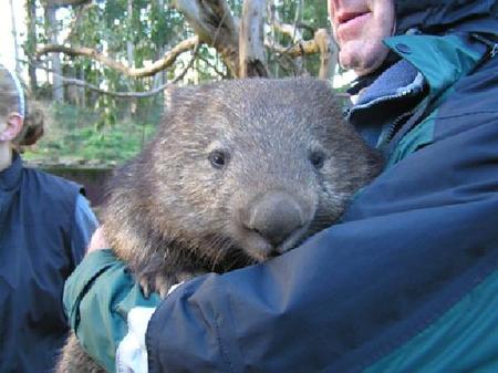 nugget-the-wombat.jpg