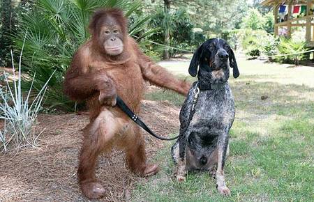 orangutan-dog-03.jpg