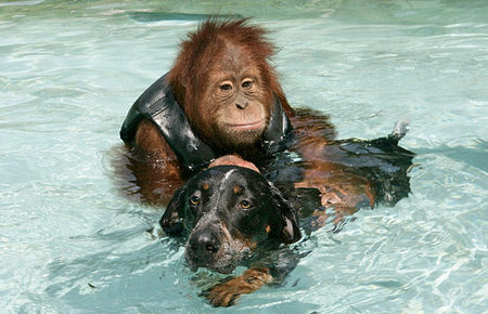 orangutan-dog-04.jpg