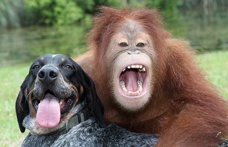 orangutan-dog-05.jpg