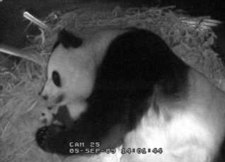 panda-baby.jpg