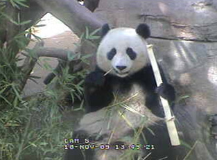 panda-cam-bamboo-111009-02.jpg
