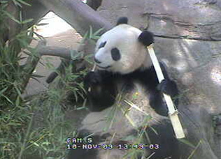 panda-cam-bamboo-111009-03.jpg