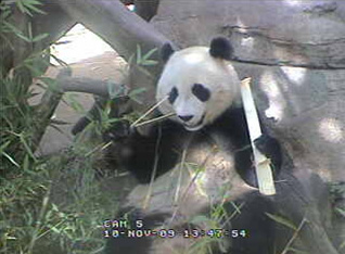 panda-cam-bamboo-111009.jpg