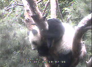 panda-in-a-tree.jpg