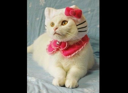 petcostume1.jpg