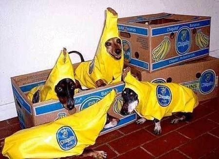 petcostume3.jpg