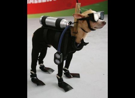 petcostume4.jpg