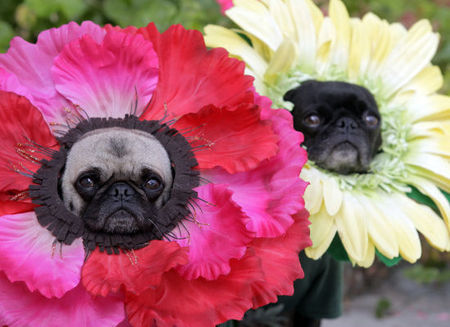 petcostume5.jpg