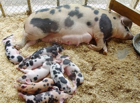 piglets_scsf.JPG