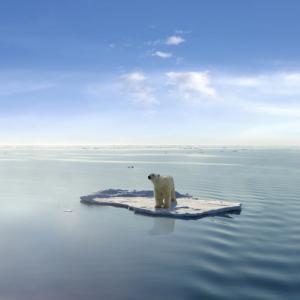 polarbear.jpg