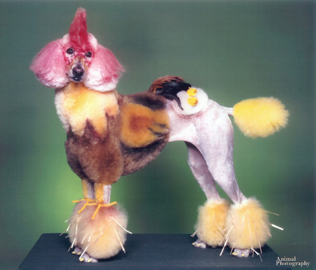 poodle-rooster.jpg