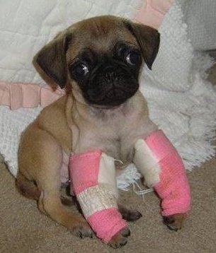 pug-cast.jpg